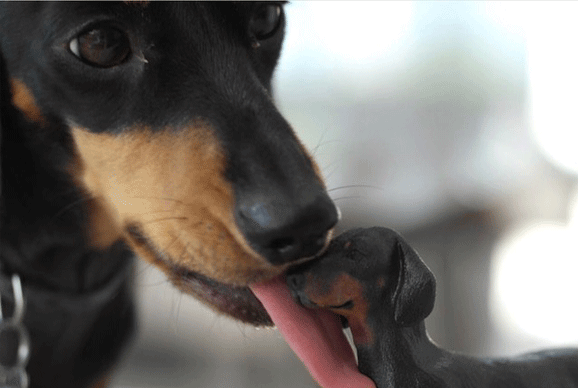 Arty Lobster sculpture of dachshund being licked by dog