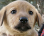 Puppy thumbnail